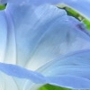 Three Trumpets