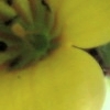 Forsythia bloom
