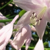 Festive Hosta